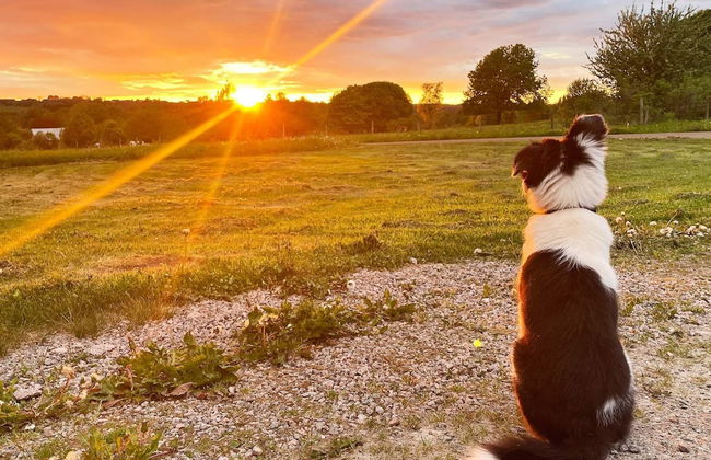 4 Person Holiday Home in Falkoping - Foto 22