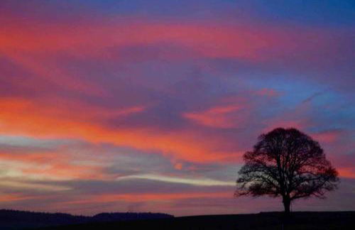 Glashaus Sternblick, Schlafen unterm Sternenhimmel - Foto 9