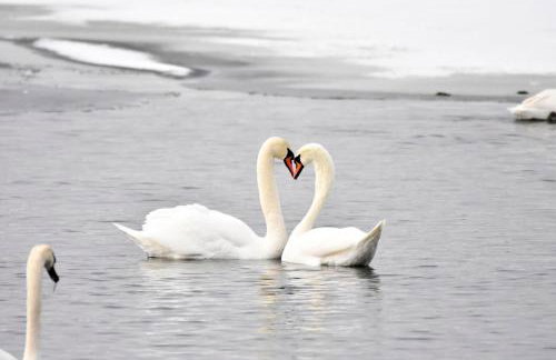 U Wileńskich - Foto 26