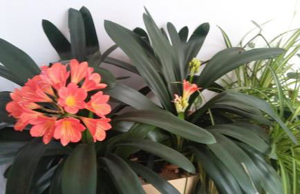 Apartamentos Rurales Llagumelon - Foto 56