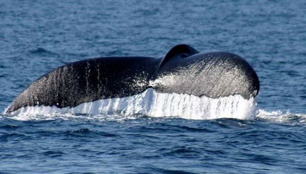 Tail of the whale