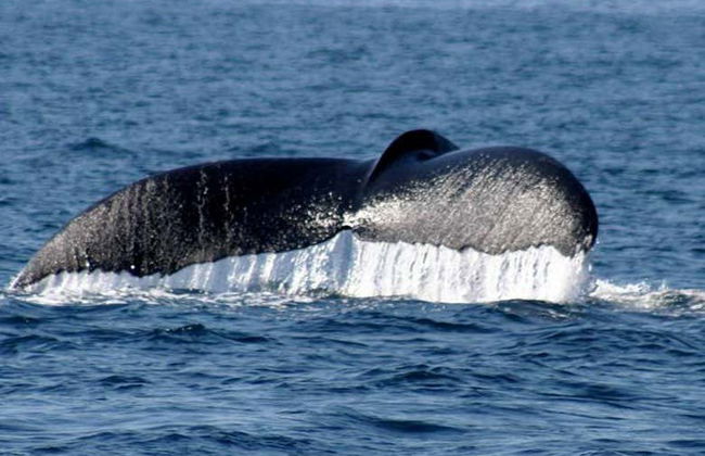 Ixtapa Zihuatanejo Whale Watching - Photo 4