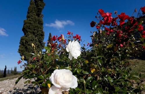 Agriturismo il Ghiaccio - Foto 8