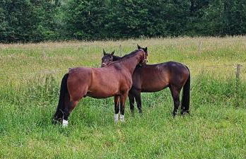 Domaine équestre de la Chênaie - Foto 45