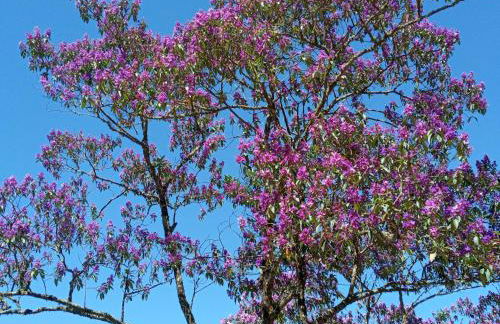 Chácara das Araucárias - Foto 56