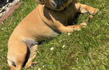 Elli's Stuuv - Foto 12