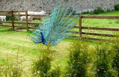 Poppy Cottage - Foto 12