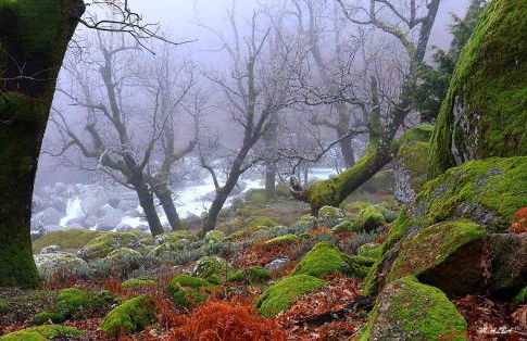 Tinao de Gredos - Foto 10