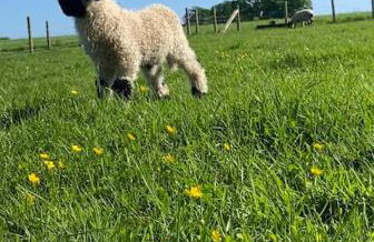 Gorstage Meadows Luxury 2 Bedroom Lodge in Rural Cheshire - Photo 26