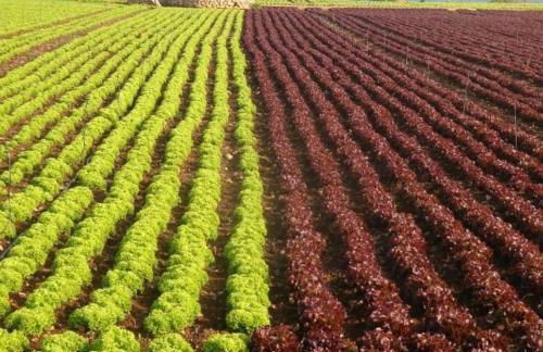 Vacation House a Mola di Bari - Foto 66