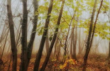 Tra Vicenza & Padova Colli Berici, con Ristorante - Foto 36