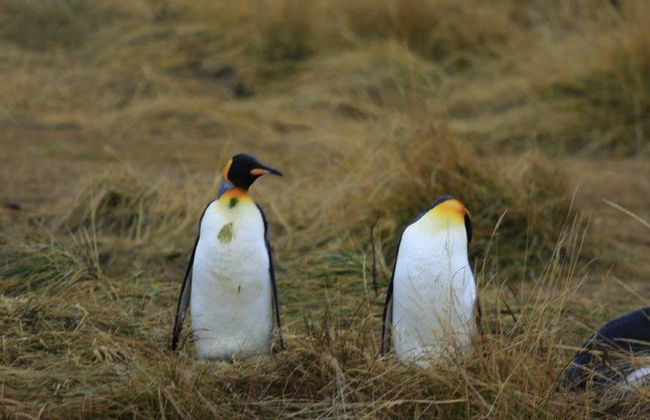 Traghetto andata e ritorno per l'isola di Tierra Del Fuego - Escursione di un'intera giornata - Foto 6