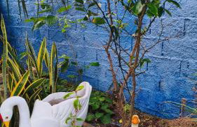 Casa beira mar com piscina Coruripe Povoado Miai de cima - Foto 51