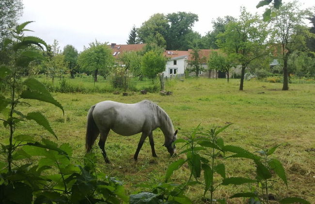 Holzhaus am See - Foto 15
