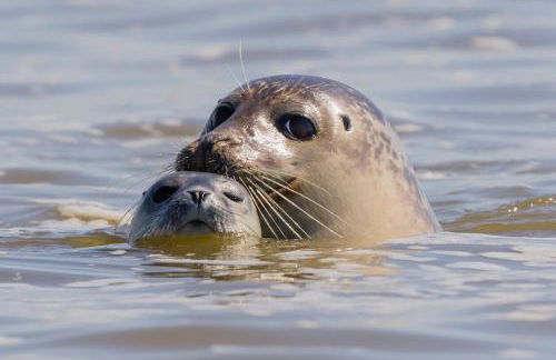 4 saisons baie de somme - Foto 20