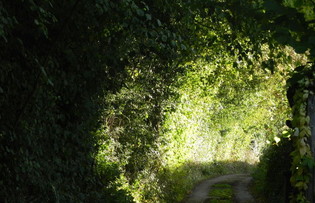 Cosy 5m Bell Tent Glamping in Rural Herefordshire - Foto 21