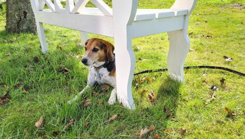 Ferienhaus Hoddebüll nah an der Nordsee - Foto 4, Garden