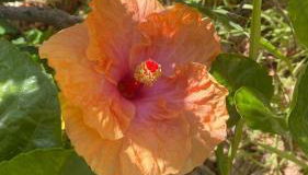 Casa Ibiscus - Foto 5