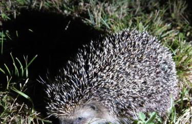 Agriturismo La Fontaccia - Foto 30