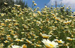Studio Views Apartment, Cortijo Fruitful Hills - Photo 44