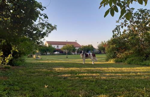 Agriturismo il Podere Vedelago con San Bernardo, Alpaca e una Pentola di cose da scoprire - Foto 27