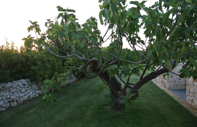 Trulli Paparale - Foto 27