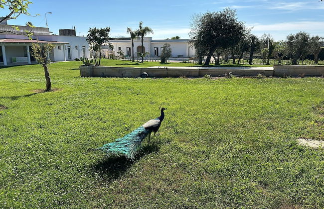 Tenuta Cursano - Foto 46