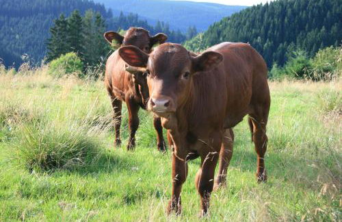 Gemütliche Ferienwohnung für Naturliebhaber - Foto 44