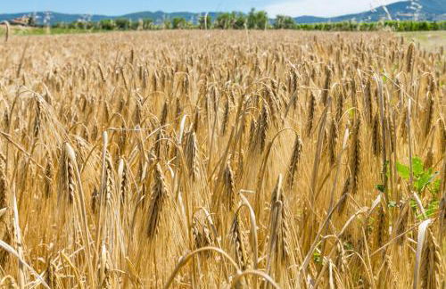 Agriturismo Case Nuove - Foto 1