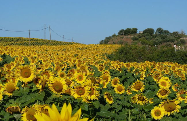 Idyllic Country House in the Foothills of the Pyrenees - Foto 22