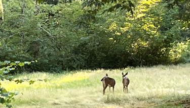 Whispering Pines Farmhouse - Foto 4