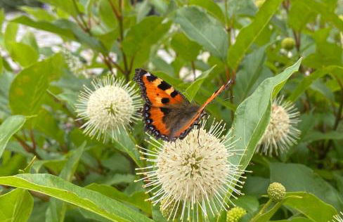 Landhaus Waltersdorf - Pool & Wellness - Foto 8