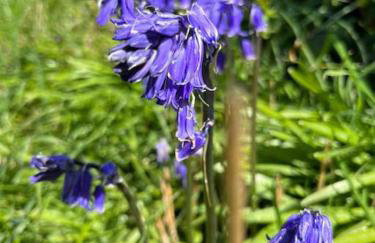 Stepping Stones Cottage - Lelant, Nr St Ives - Foto 2