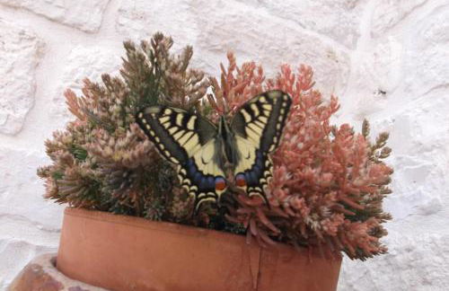 Masseria Ciavea - Foto 48