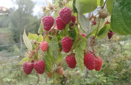 Agriturismo La Vecchia Fontana - Photo 58