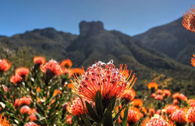Hout Bay Beach Cottage - Photo 48