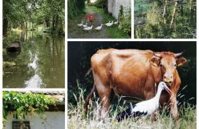 Spreewaldpension Beesk - Foto 13