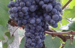 Agriturismo Cascina Tollu - Foto 43