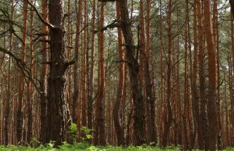 Na Las Czas, Wilga - Foto 55