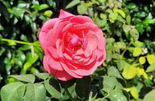 Villa Lidia - Foto 7