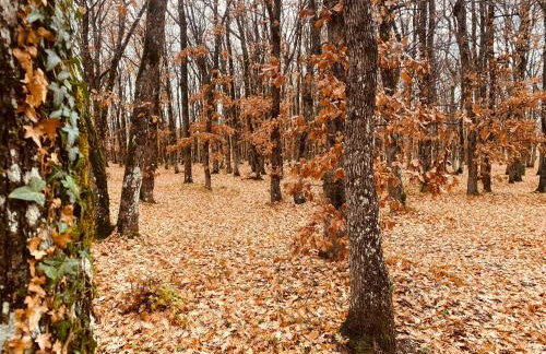 Arnaia Forest Villa - Photo 46