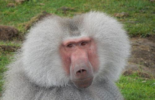 AMC Flamingo Land Caravan, Motorhome & Campervan Hire - Foto 22