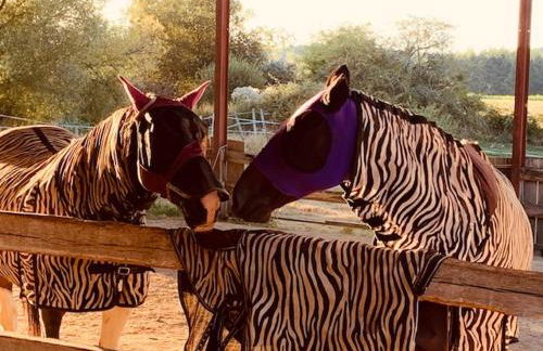 La Petite Ecurie - Foto 40