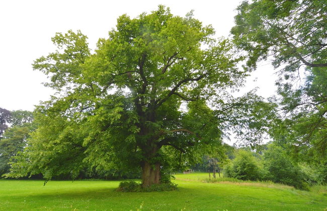 Forestview Family Home - Foto 38