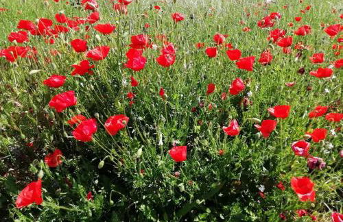 Calme et sérénité au gîte des hortensias - Foto 27