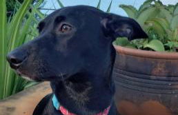 Villa Bueno 4 Suítes com Piscina e Deck Exclusivo na Represa - Foto 36