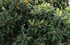 Manta Treasure - Beach+WiFi+Barbecue+Backyard - Foto 46