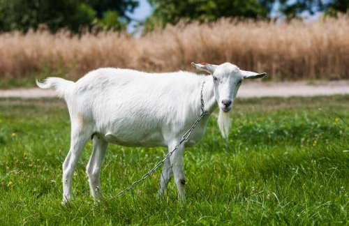 Agroturystyka Pod Brzozami - Foto 9