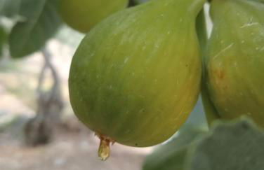 Casa do Rossio - Foto 30