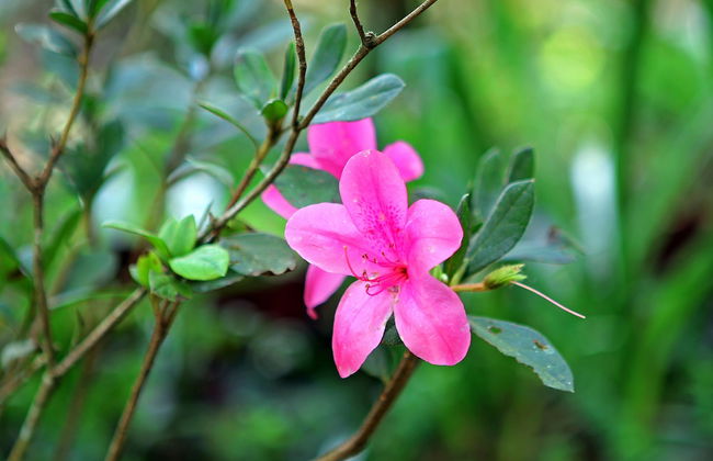 The Mahogany Villa - Foto 58